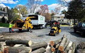Reliable Mount Shasta, CA Tree Care Solutions